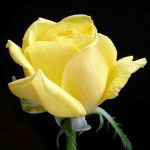 Meet your Posher, Holly